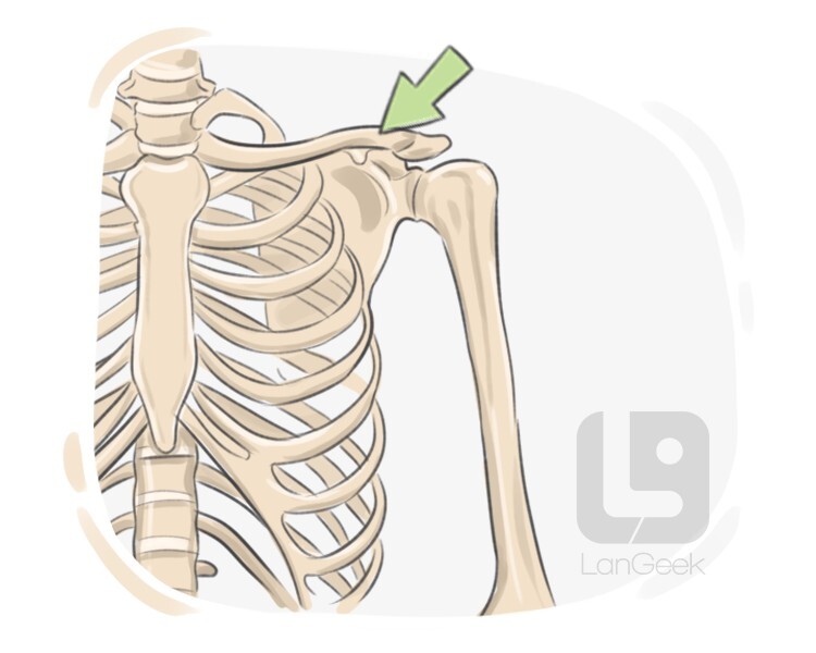 definition-meaning-of-collarbone-langeek