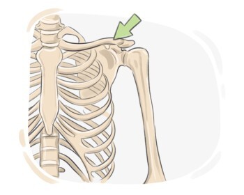 clavicle