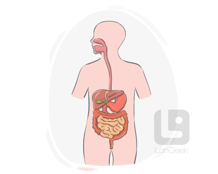 gastrointestinal system definition and meaning