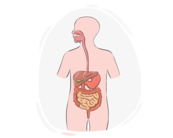 digestive system