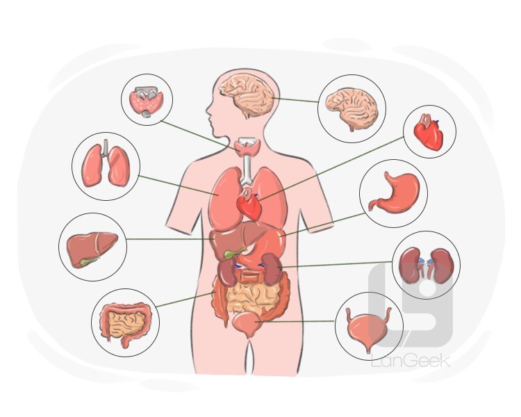 Definition & Meaning of "Body part" | LanGeek