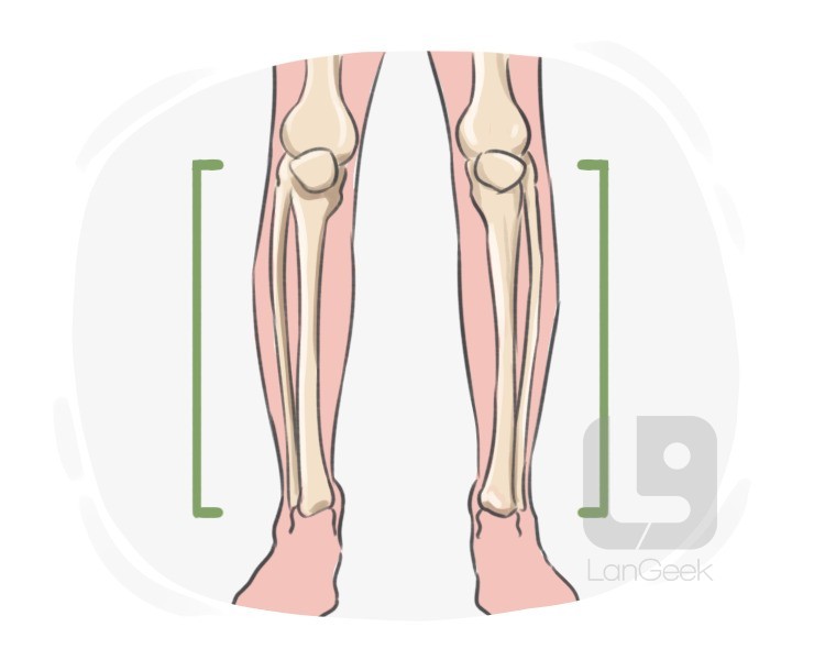 shin bone definition and meaning