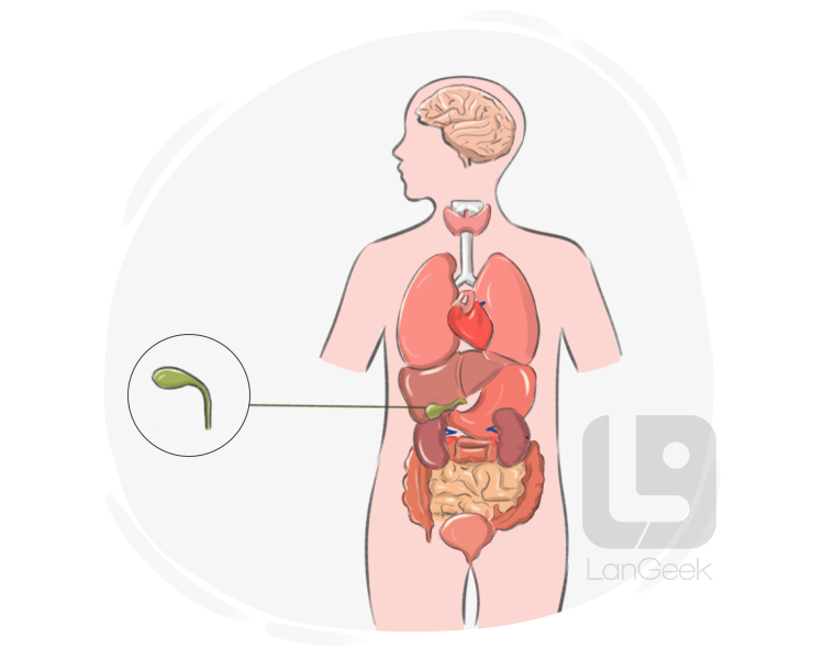 gall bladder definition and meaning