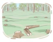deforestation