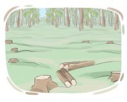deforestation