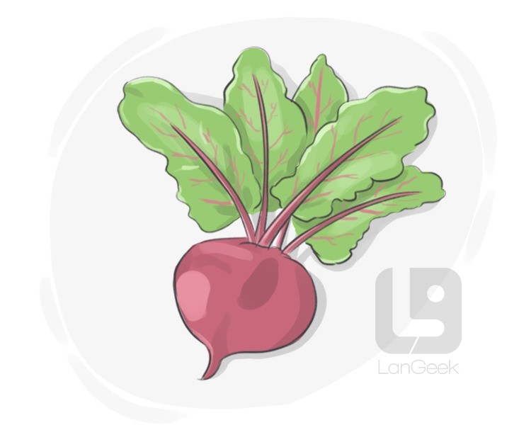 beet definition and meaning