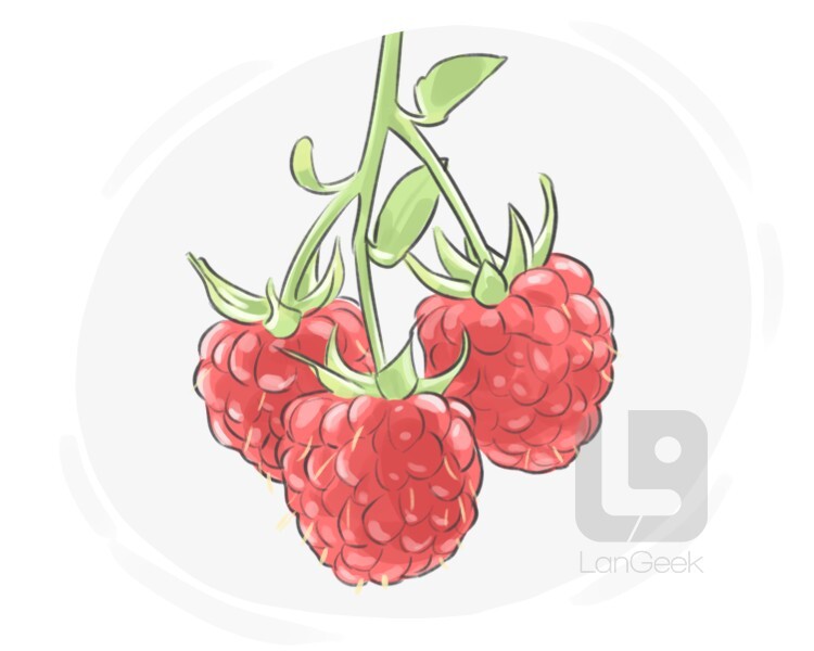 loganberry definition and meaning