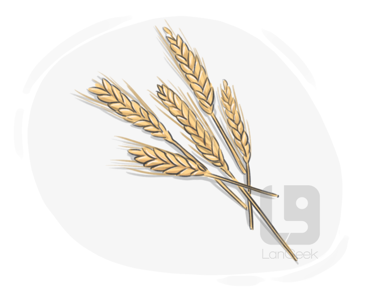 wheat definition and meaning