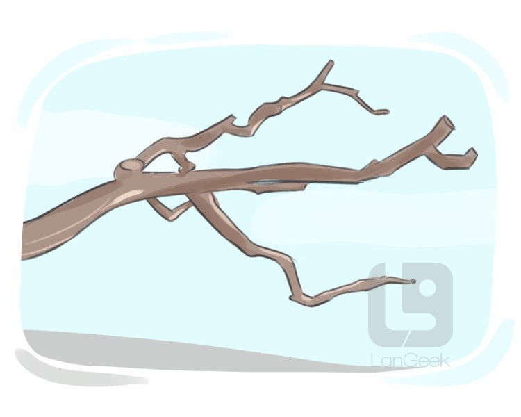 tree branch definition and meaning