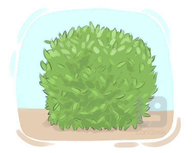 shrub definition and meaning