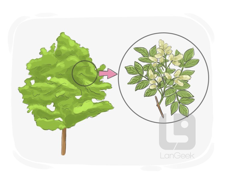 definition-meaning-of-ash-tree-langeek
