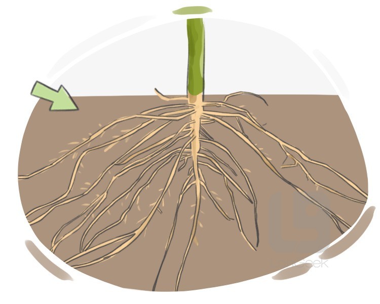 root definition and meaning