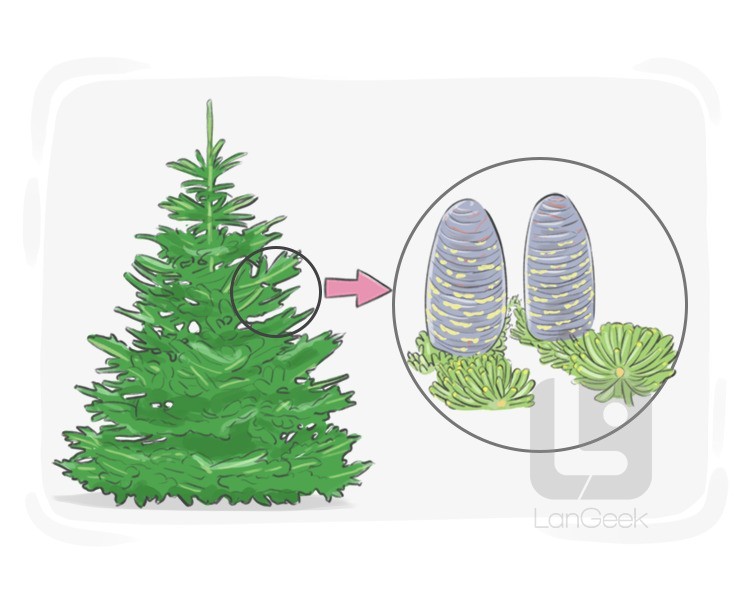 fir tree definition and meaning