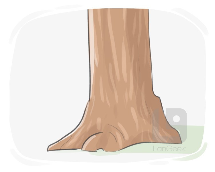 tree trunk definition and meaning