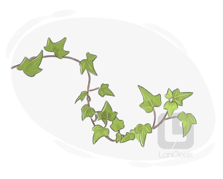 hedera helix definition and meaning