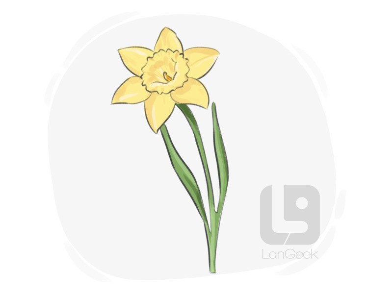 narcissus pseudonarcissus definition and meaning