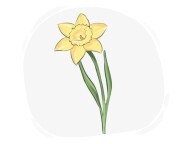 daffodil