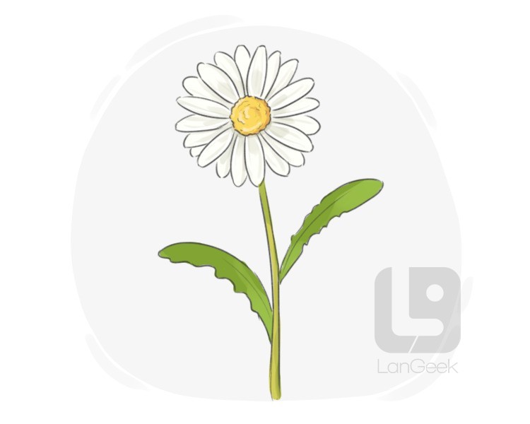 daisy definition and meaning