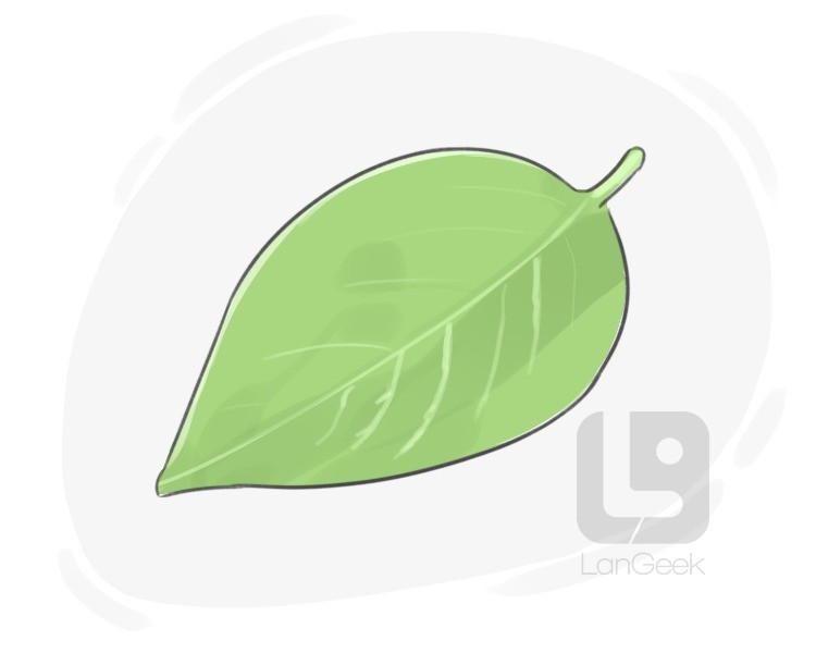 leafage definition and meaning