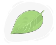 leaf