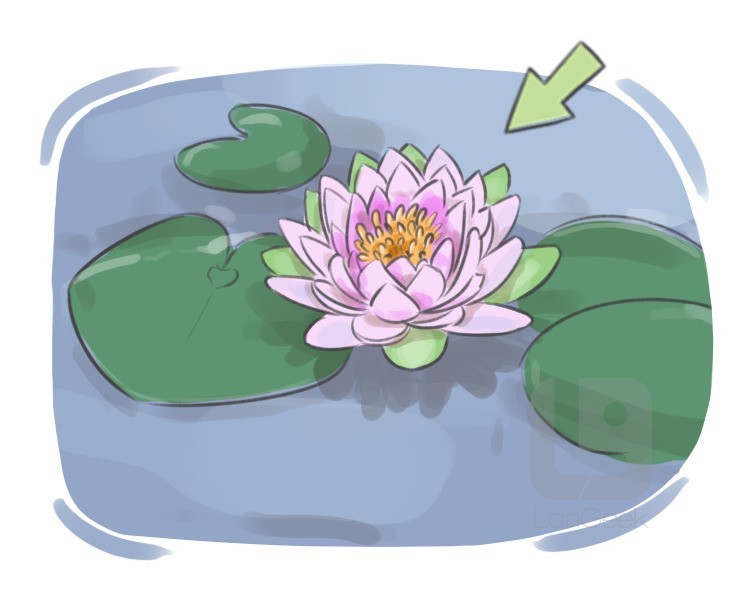 sacred lotus definition and meaning