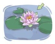 lotus