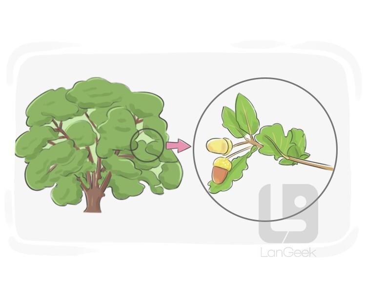 oak definition and meaning