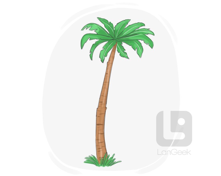 palm tree definition and meaning