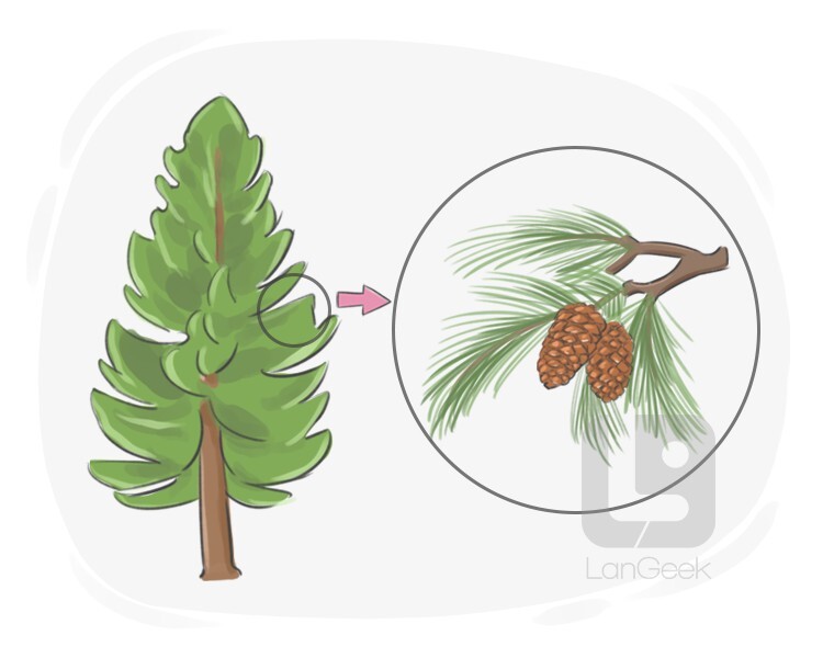 Definition meaning of pine langeek