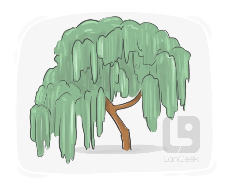 babylonian weeping willow definition and meaning