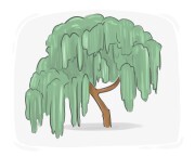 weeping willow