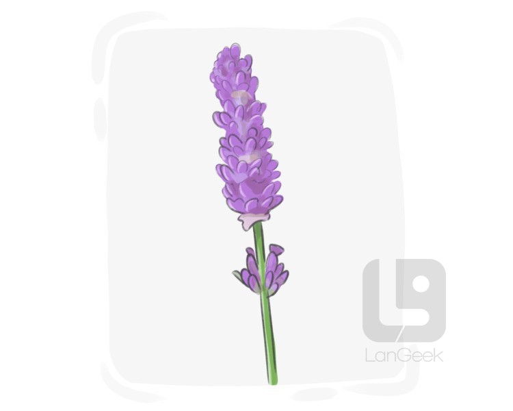 lavender definition and meaning