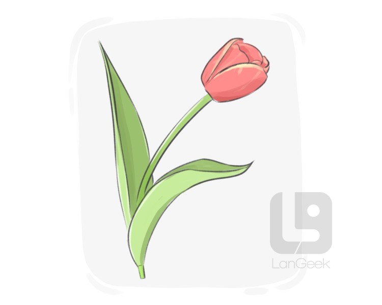 tulip definition and meaning