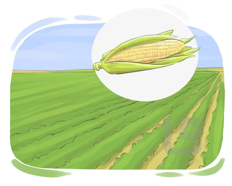 corn field definition and meaning