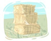 hay