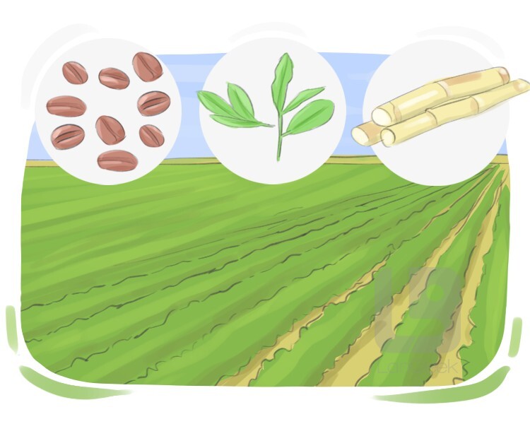 plantation definition and meaning