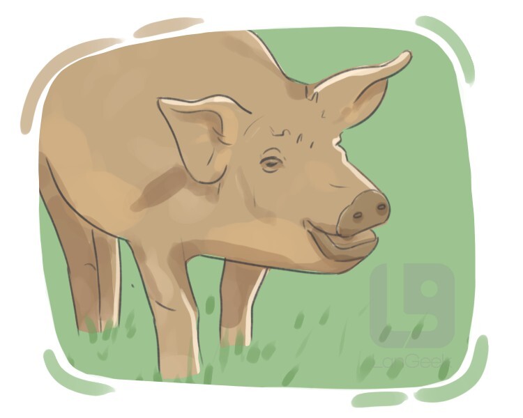 boar definition and meaning