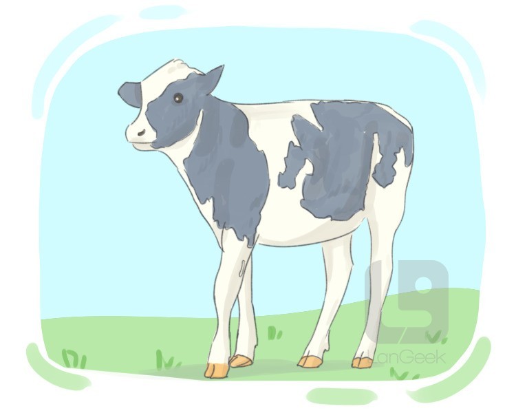 calf definition and meaning