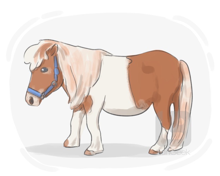 pony definition and meaning