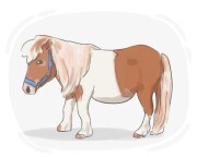 pony