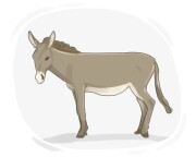 mule