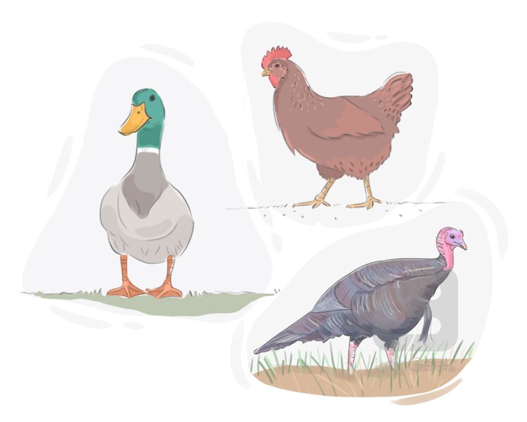 Definition meaning of domestic fowl langeek