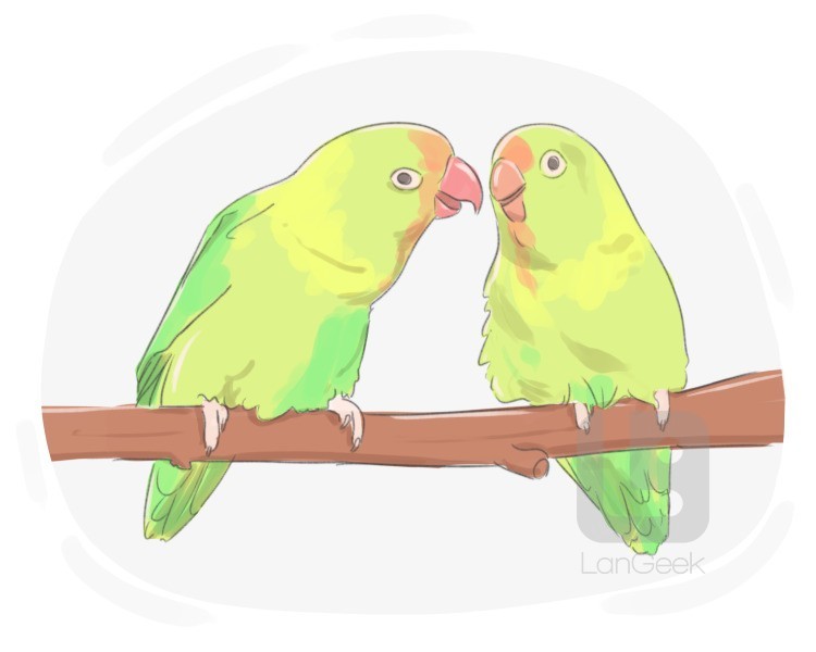 parakeet definition and meaning