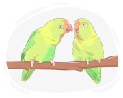 budgerigar