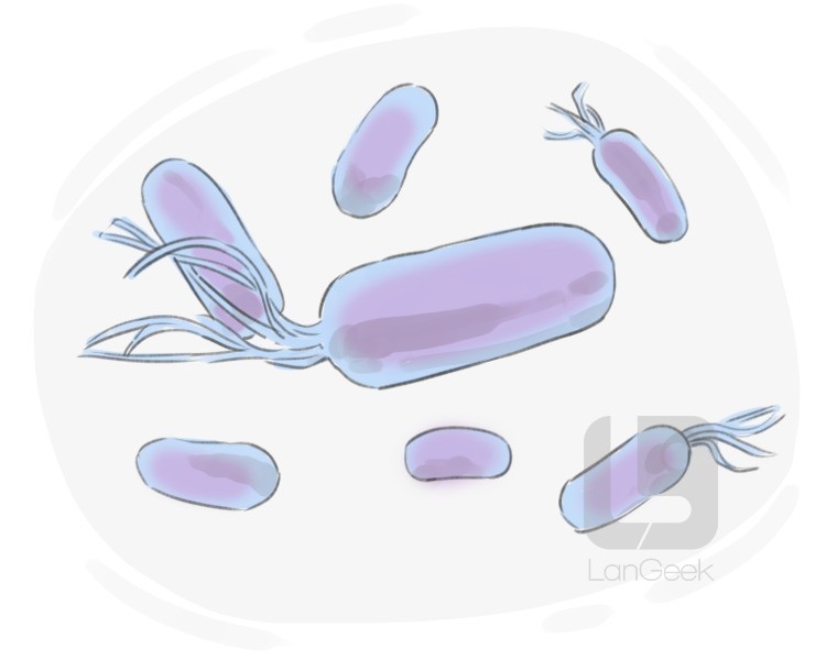 bacterium definition and meaning