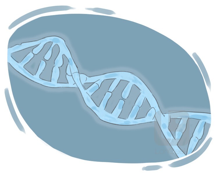 DNA definition and meaning