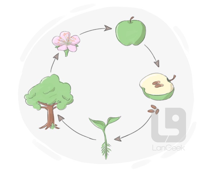 life cycle definition and meaning