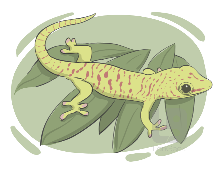 gecko definition and meaning