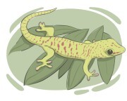 gecko