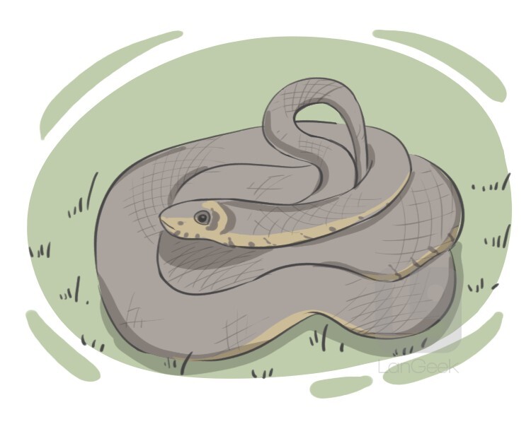 kelimenin-evirisi-grass-snake-langeek